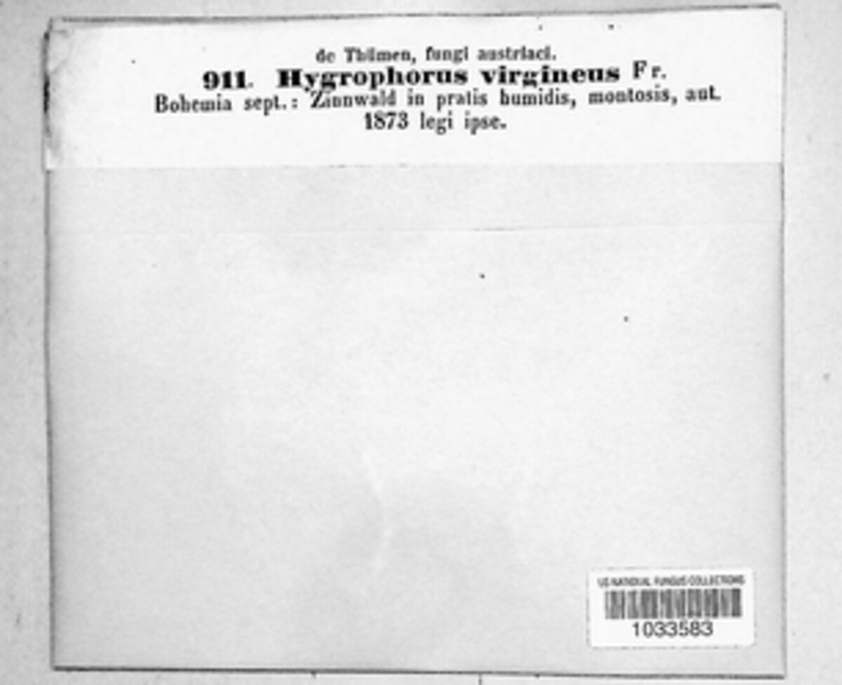 Cuphophyllus virgineus image